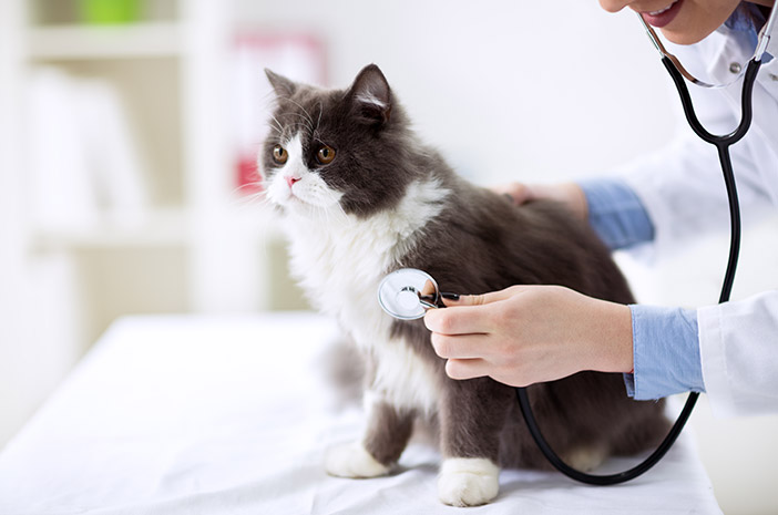 Penyakit Ginjal pada Kucing: Gejala, Penyebab, dan Cara Pengobatan