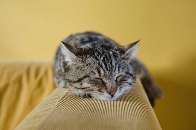 Cara mengatasi FLUTD pada kucing dengan pengobatan dan pencegahan yang tepat.