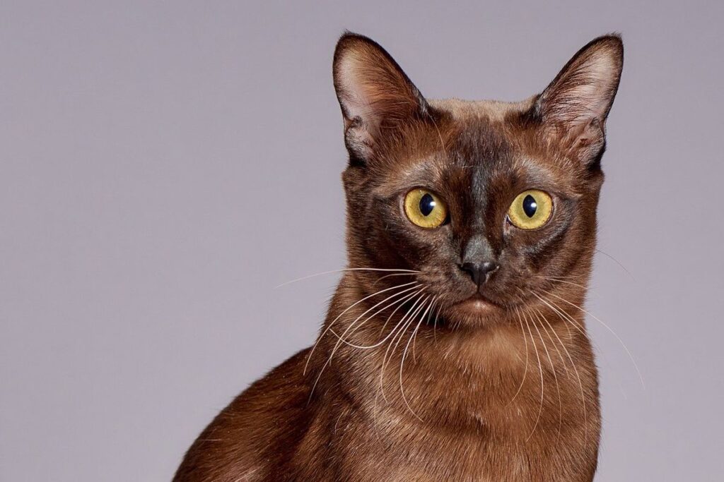 5 Penyakit Mematikan pada Kucing