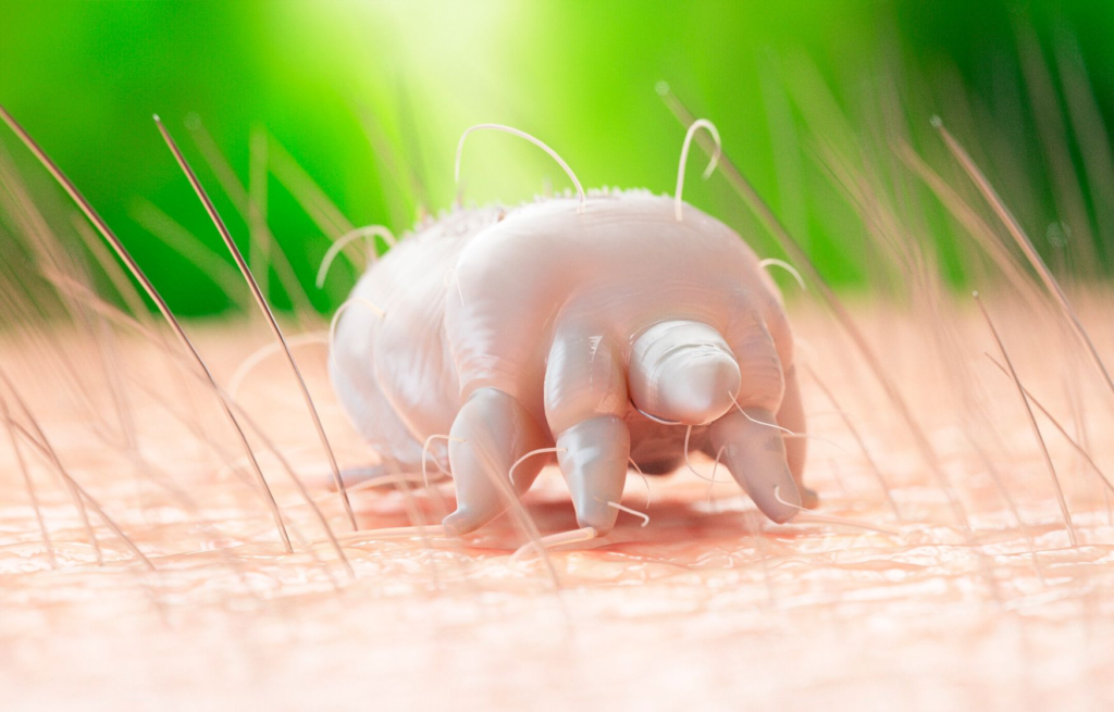 Cara Mengatasi Scabies Pada Hewan