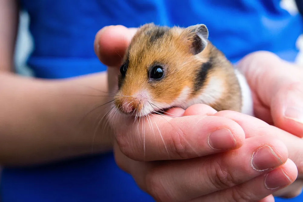 Perawatan Hamster yang Tepat