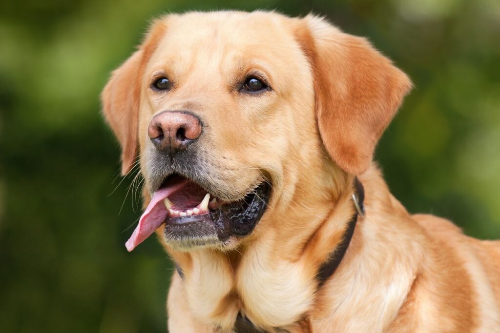 penyakit jantung pada anjing